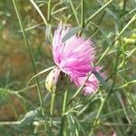 Mantisalca salmantica Flower