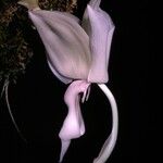 Stanhopea grandiflora Blomma
