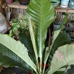 Anthurium jenmanii Leaf