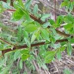 Salix daphnoides Hoja