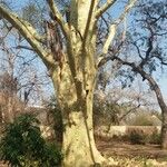 Vachellia xanthophloea आदत