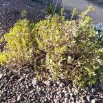 Pelargonium betulinum Tervik taim