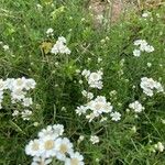 Achillea ptarmica Цвят