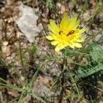 Scorzonera aristata 花
