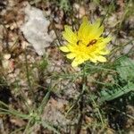 Scorzonera aristata Flower