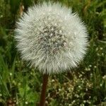 Taraxacum rubicundum Fula