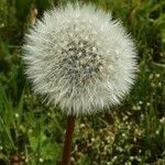 Taraxacum rubicundum Květ