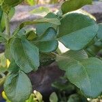 Citrus hystrix Blatt