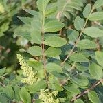 Rhus coriaria Hoja