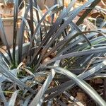 Ophiopogon planiscapus 葉