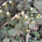 Phyla scaberrima Hoja