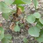 Rumex lunaria Leaf