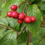 Cotoneaster bullatus 果實