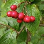 Cotoneaster bullatus ফল