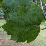 Crataegus mollis Leaf