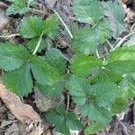 Potentilla indicaLeaf