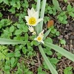 Tulipa turkestanica Flor