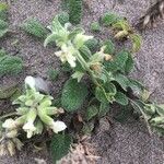 Stachys maritima Leaf