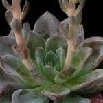 Echeveria affinis Ліст