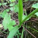 Anacamptis pyramidalis ഇല