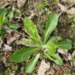 Hypochaeris radicata Blatt