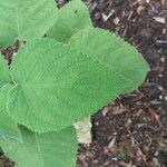 Salvia dorisiana Leaf