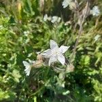 Silene noctifloraFlor