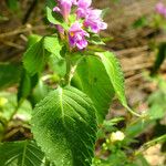 Galeopsis pubescens Blüte