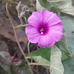 Ipomoea rubens Virág