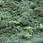 Cyathea arborea Hábito
