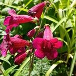 Penstemon barbatus Flor