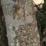 Olax dissitiflora Bark