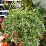 Araucaria cunninghamii Flower