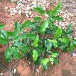 Elaeocarpus dognyensis Hábito