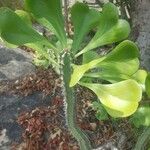 Euphorbia desmondii Bark