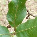 Curatella americana Leaf