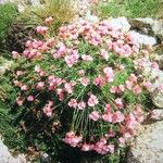 Armeria multiceps Kvet