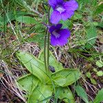 Pinguicula grandiflora Кветка