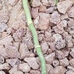 Monstera adansonii Bark