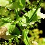 Smyrnium perfoliatum Liść