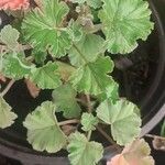 Pelargonium odoratissimum Frunză