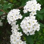 Spiraea × vanhouttei Õis