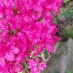 Rhododendron kiusianum Blomst