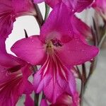 Gladiolus communisFlower