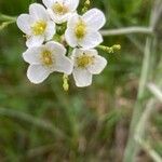 Crambe tataria Blüte