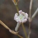 Silene bupleuroides Цветок