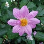 Dahlia tenuicaulis 花