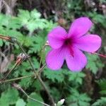 Geranium palmatum Цветок