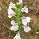 Bartsia trixagoКвітка