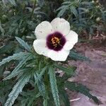 Hibiscus cannabinus Flor